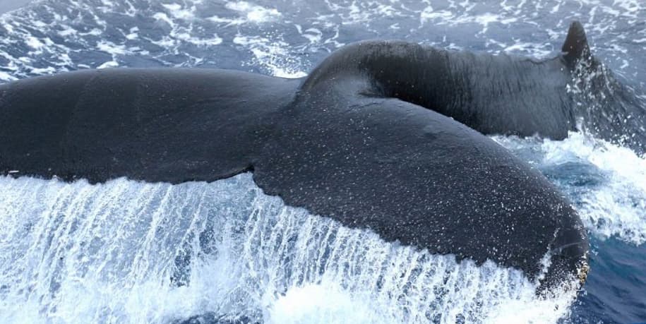 くじらの元気成分「バレニン」配合！イミダバレニン